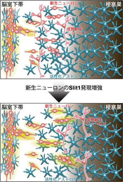 脳梗塞後のニューロン再生過程の解析