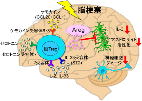Bulletin of Japanese Society for Neurochemistry 58(2): 79-83 (2019)