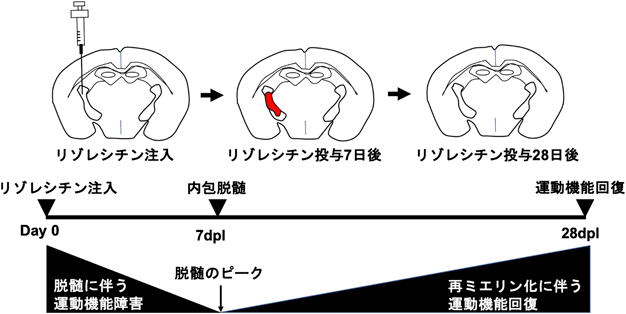 Bulletin of Japanese Society for Neurochemistry 61(2): 101-104 (2022)