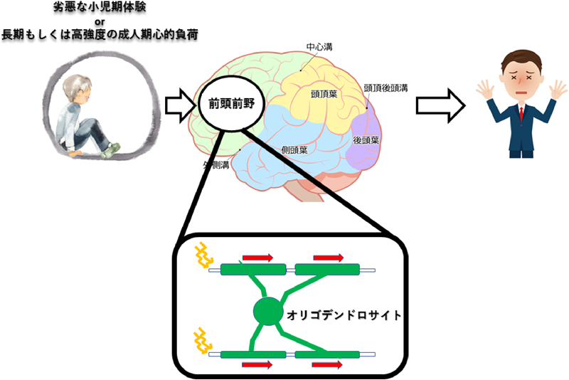 Bulletin of Japanese Society for Neurochemistry 58(1): 1-7 (2019)