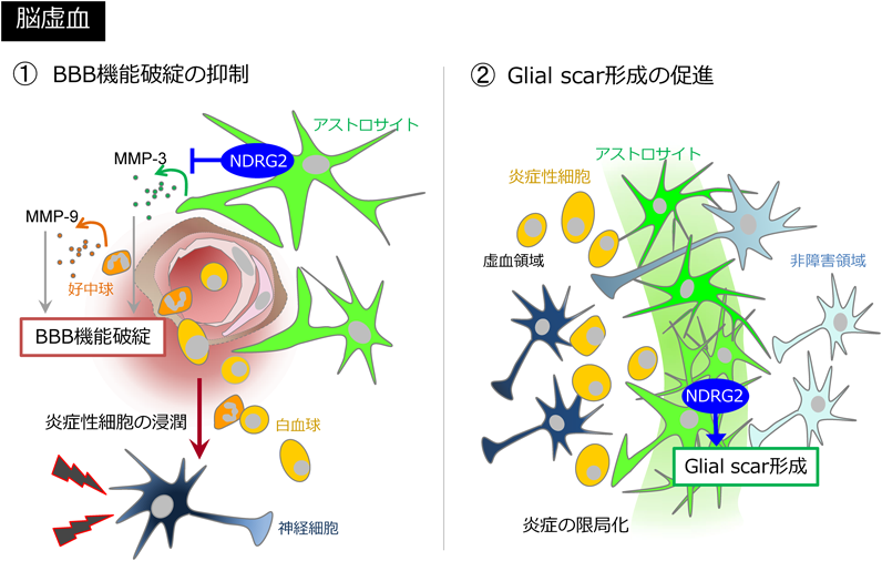 Bulletin of Japanese Society for Neurochemistry 58(1): 8-14 (2019)